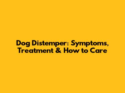 Dog Distemper: Symptoms, Treatment & How to Care