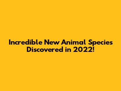 Incredible New Animal Species Discovered in 2022!