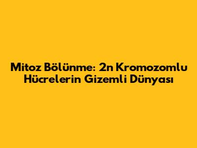 Mitoz Bölünme: 2n Kromozomlu Hücrelerin Gizemli Dünyası