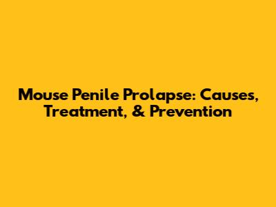 Mouse Penile Prolapse: Causes, Treatment, & Prevention