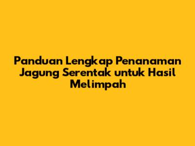 Panduan Lengkap Penanaman Jagung Serentak untuk Hasil Melimpah