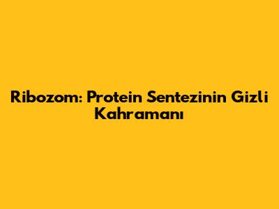 Ribozom: Protein Sentezinin Gizli Kahramanı