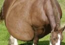 Horse Refuses To Give Birth, When The Vet Sees The Ultrasound He Calls The Police